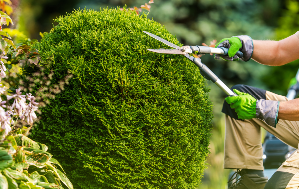 Tree-Trimming-Pruning-Service