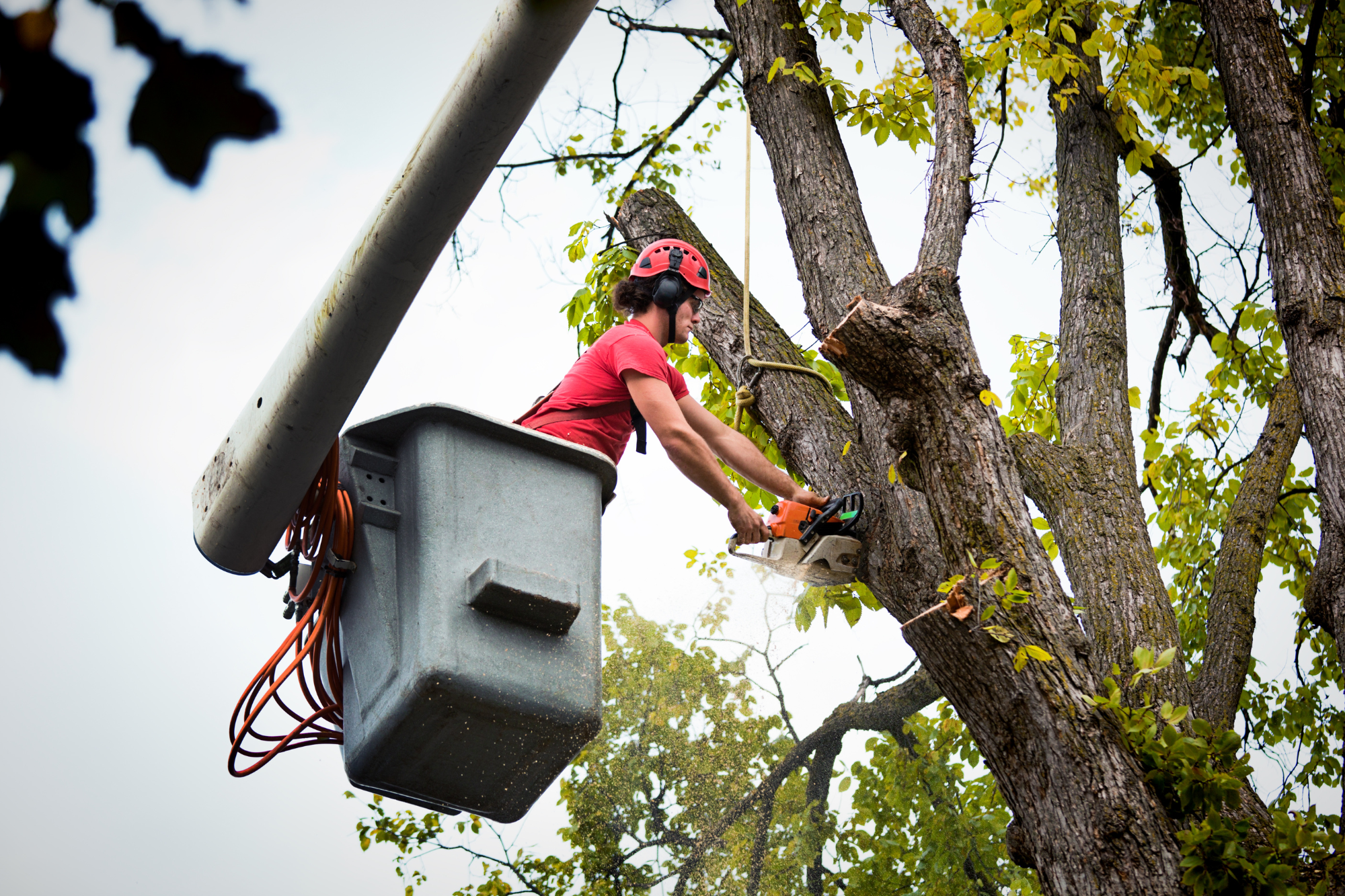 Log-Removal-Service-Yuba-City