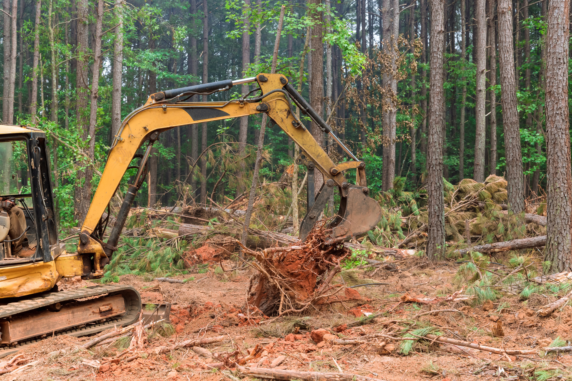 STUMP GRINDING AND REMOVAL