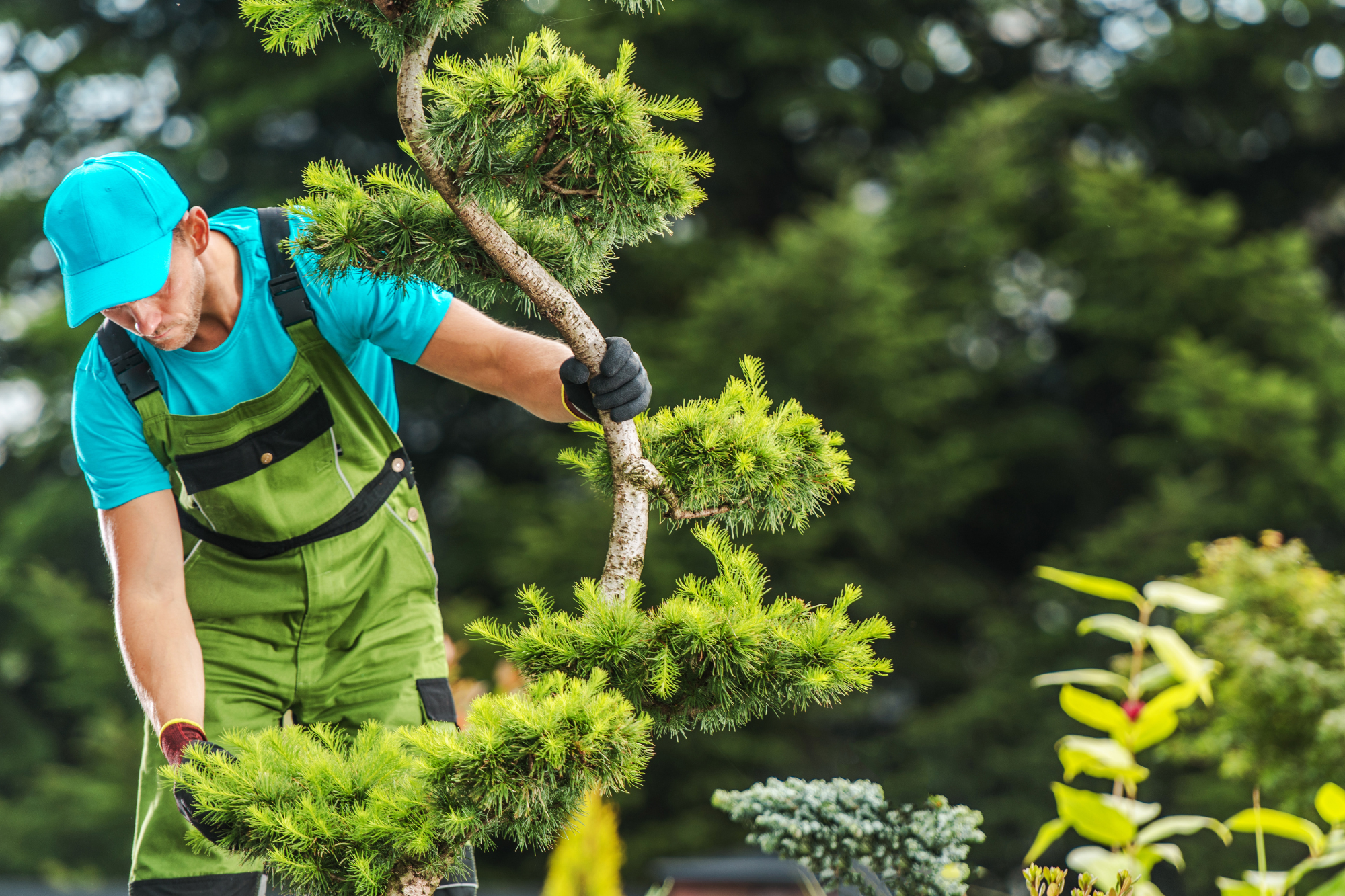 Tree-Inspection-Assessment-Service-Yuba