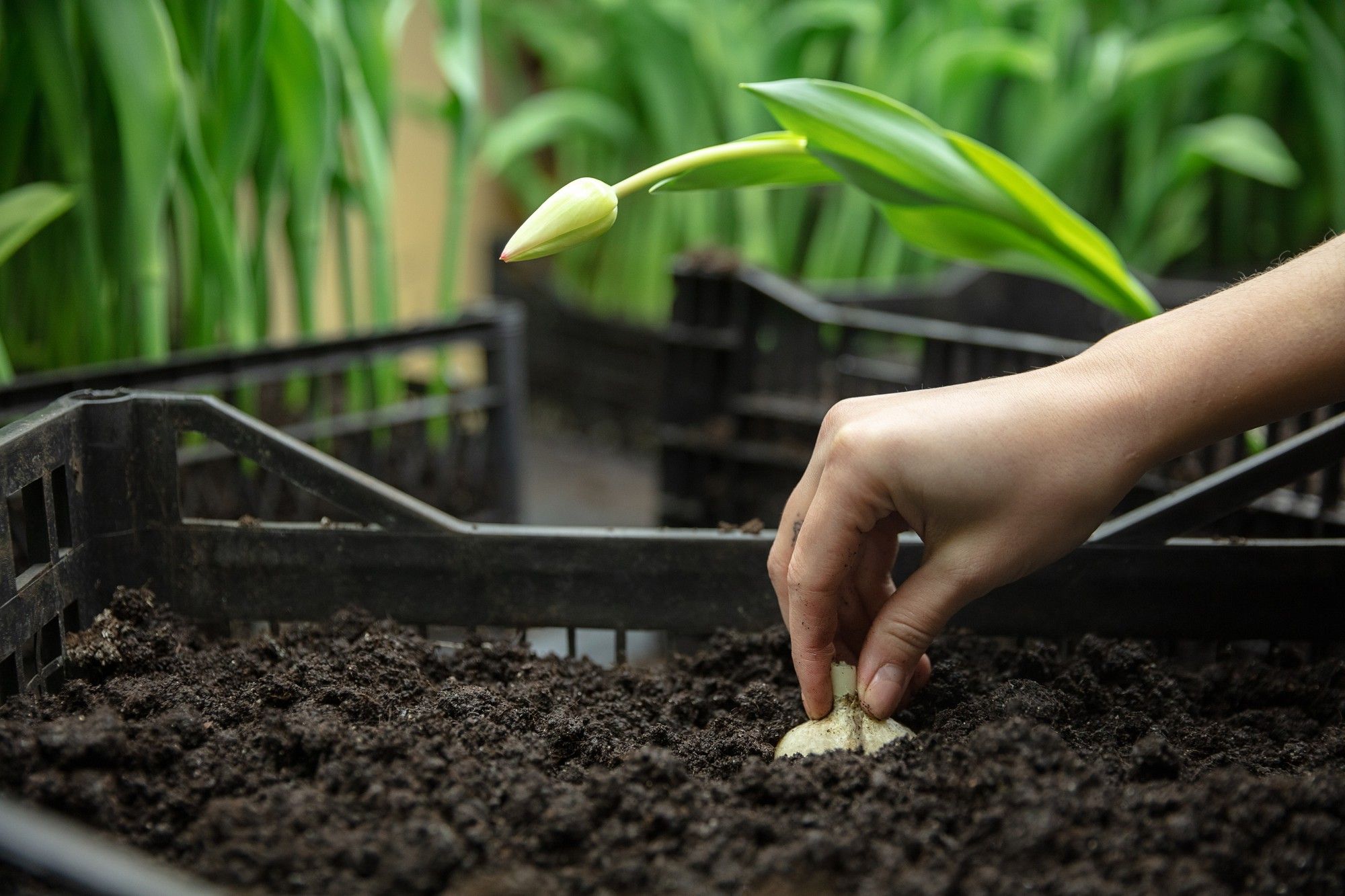 Tree-Planting-and-Transplanting