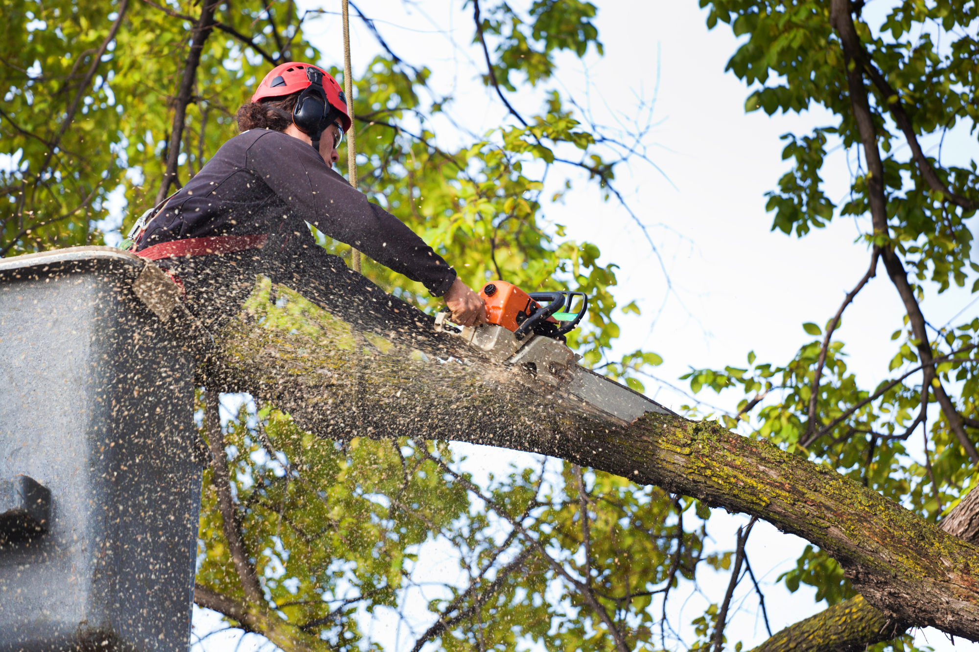 Emergency-Tree-Removal-Service-yuba-city