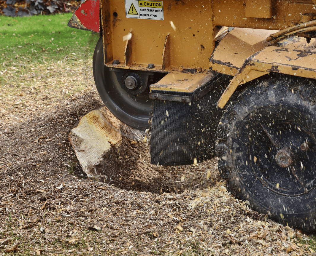 Close-up of stump grinding machine grinding down tree stump in Yuba City