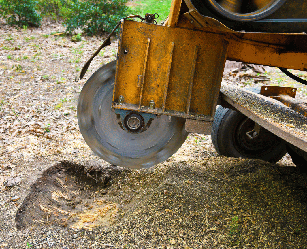 Operator handling stump grinding machine for tree stump removal in yard