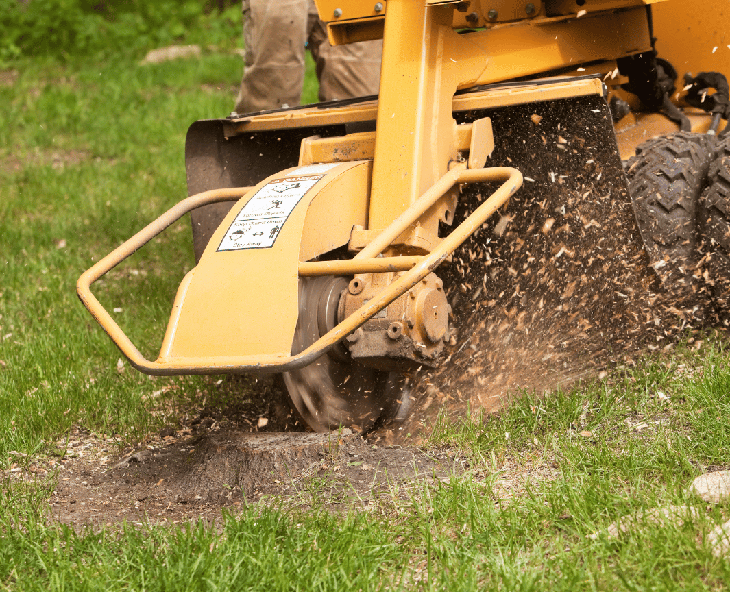 Stump grinding machine with operator grinding a large tree stump